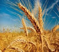Wheat Field Image