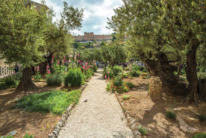 garden