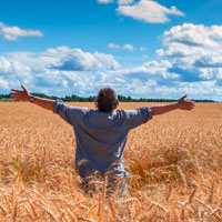 Man in wheat field - Shavuot