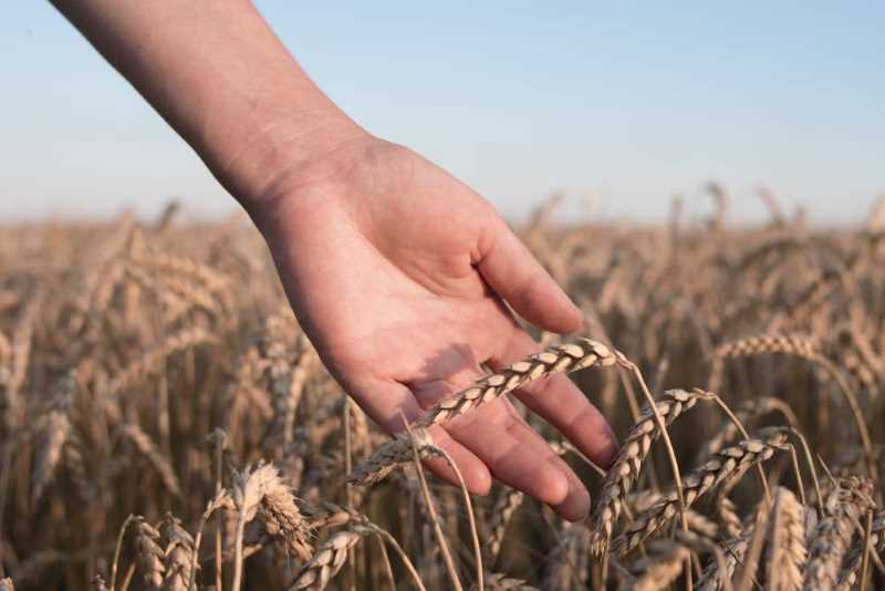 Celebrate Shavuot by giving to reach the Jewish people with the Gospel